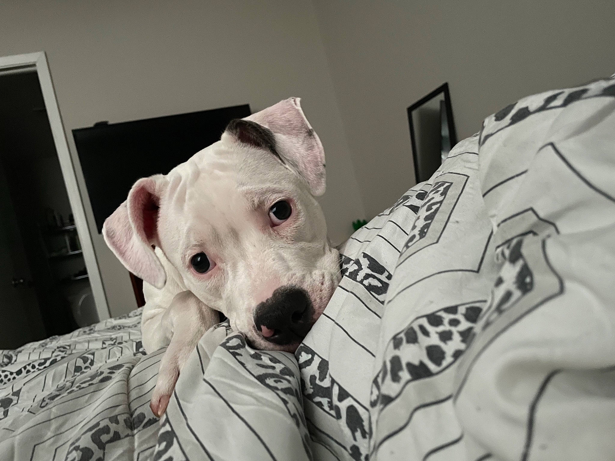 Lily is registered to the contest to win money with this photo: canidae, carnivore, collar, comfort, companion_dog, computer_monitor, dog, dog_breed, dog_supply, fawn, grey, linens, monochrome, monochrome_photography, pattern, snout, sporting_group, terrestrial_animal, whiskers, working_animal