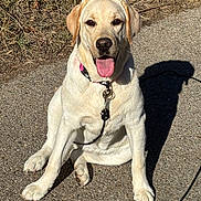 Mia participe au concours pour gagner de l'argent avec cette photo : animal, canine, collar, daytime, dog, friendly, grass, happy, labrador_retriever, leash, mammal, nature, outdoor, paved_path, pet, shadow, sitting, sunlight, tongue, tongue_out