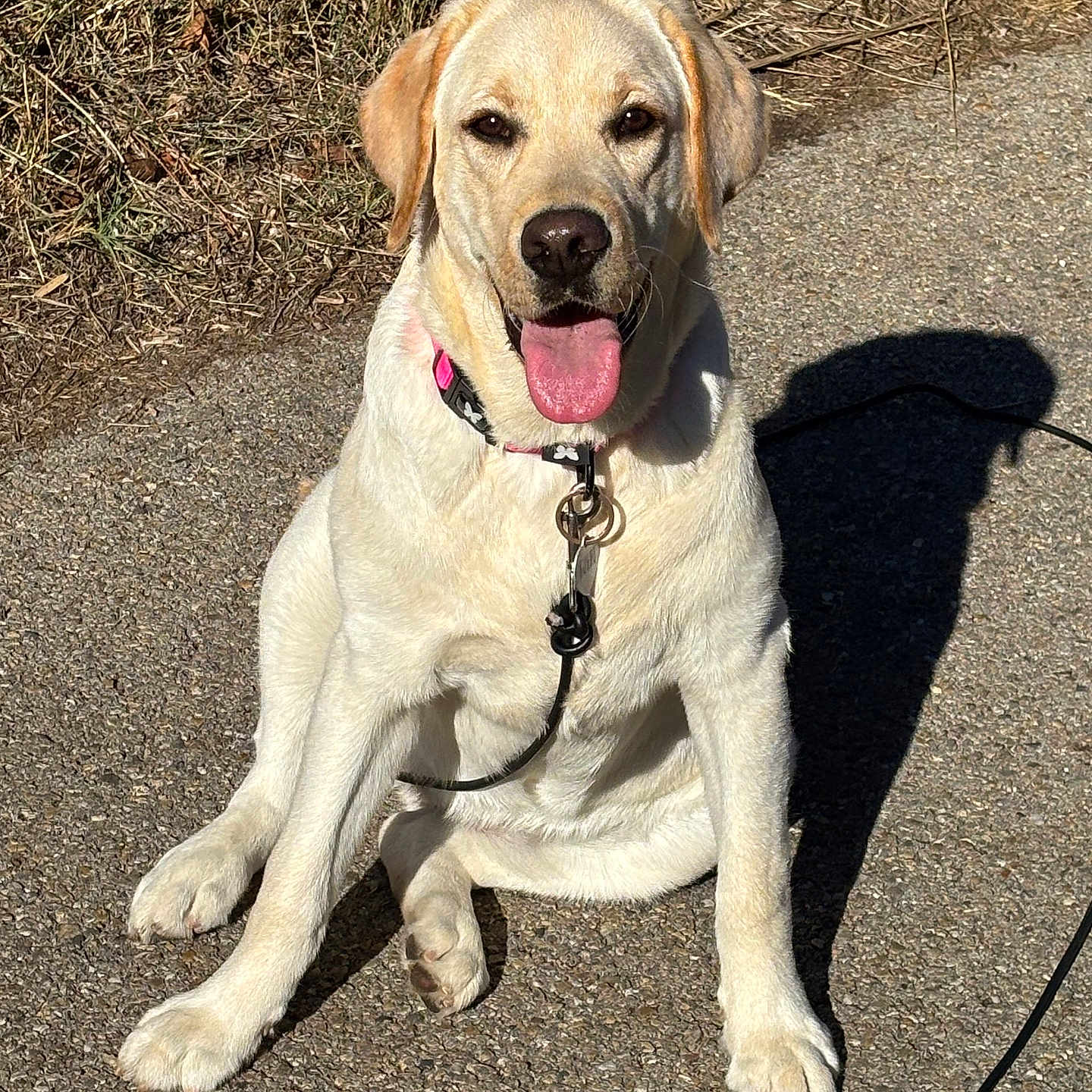 Mia participe au concours pour gagner de l'argent avec cette photo : animal, canine, collar, daytime, dog, friendly, grass, happy, labrador_retriever, leash, mammal, nature, outdoor, paved_path, pet, shadow, sitting, sunlight, tongue, tongue_out