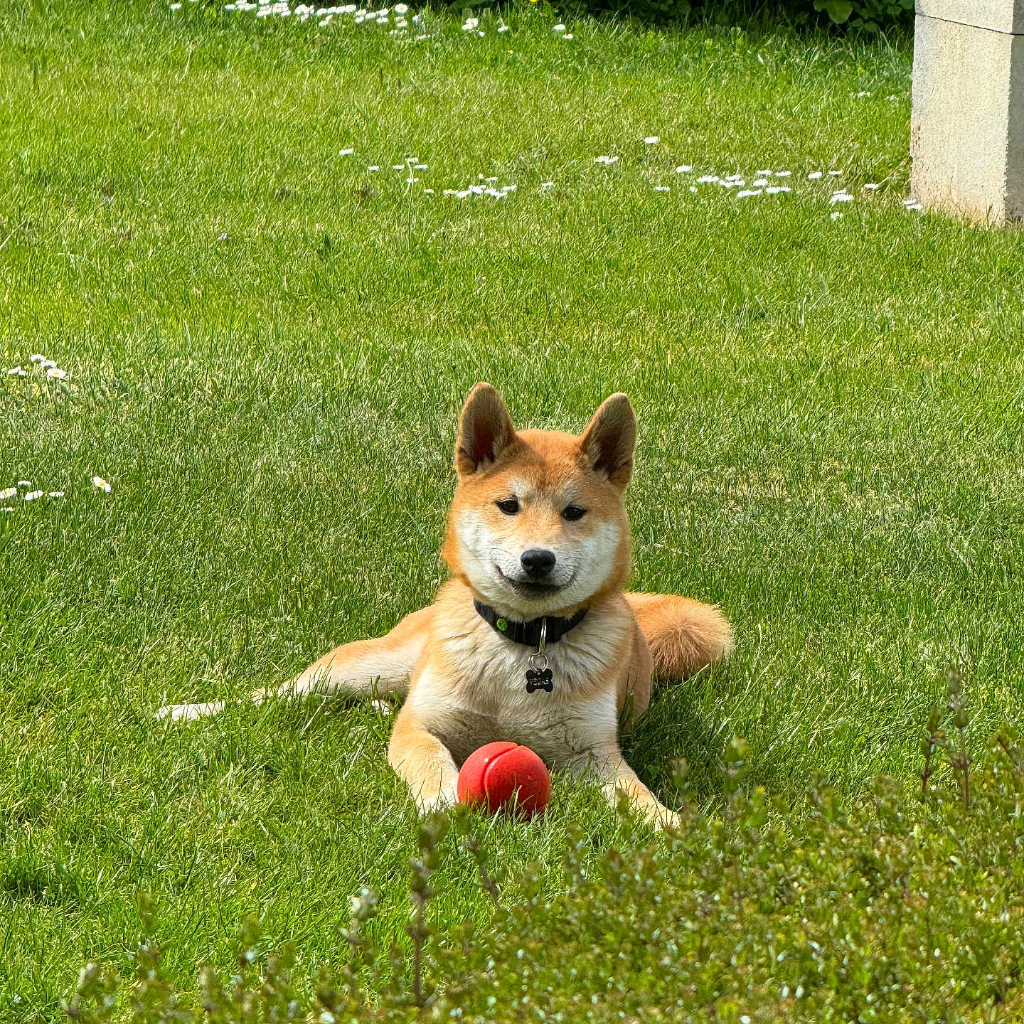 Vegas a rejoint le concours — aidez-le/la à gagner de superbes lots ! animal, ball, canine, collar, cute, dog, flower, fur, garden, grass, greenery, leisure, nature, outdoor, pet, playful, resting, shiba_inu, summer, sunlight