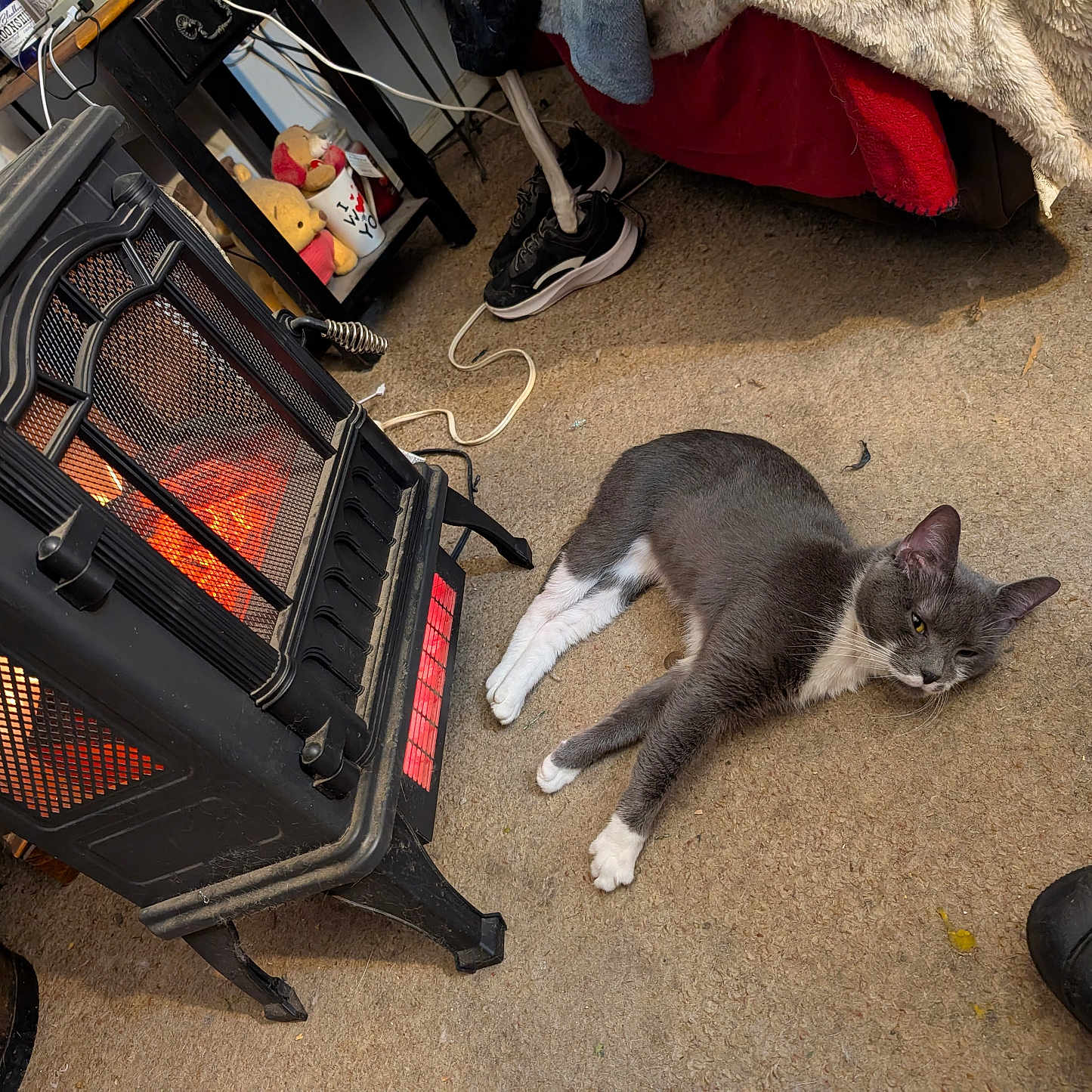 Smokey is registered to the contest to win money with this photo: animal, blanket, carpet, cat, cozy, domestic, electric_heater, floor, footwear, furniture, gray_cat, heater, home_decor, indoor, lying_down, pet, relaxed, sneakers, warm_light, white_paws