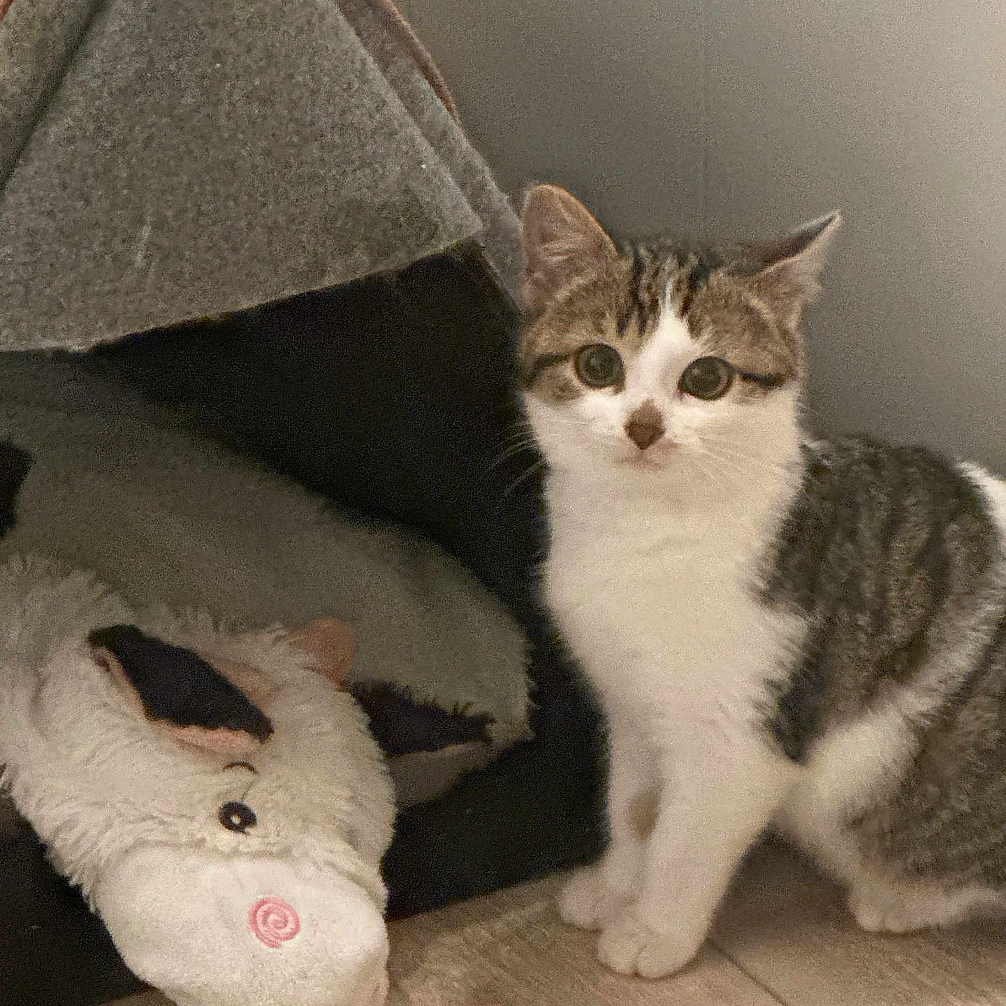 Yuna participe au concours pour gagner de l'argent avec cette photo : abyssinian, accessories, animal, bear, bed, canine, cat, couch, den, dog, furniture, indoors, kitten, manx, pet, plush, slate, strap, toy, wood