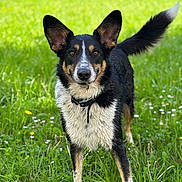 Forest a rejoint le concours — aidez-le/la à gagner de superbes lots ! attentive, black_and_white, brown_eyes, collar, daisies, dog, dog_face, ears, field, grass, nature, outdoors, pet, portrait, spring, standing, tail, tricolor, wet_fur, wildflowers