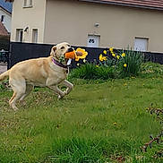 Abby a rejoint le concours — aidez-le/la à gagner de superbes lots ! dog, yellow_labrador, toy, flower_toy, grass, garden, house, daffodils, spring, outdoor, pet, playful, running, nature, greenery, yard, collar, daylight, animal, canine