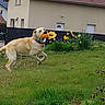 dog, yellow_labrador, toy, flower_toy, grass, garden, house, daffodils, spring, outdoor, pet, playful, running, nature, greenery, yard, collar, daylight, animal, canine