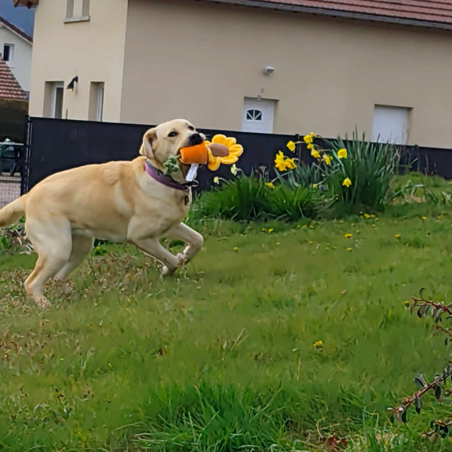 Abby a rejoint le concours — aidez-le/la à gagner de superbes lots ! dog, yellow_labrador, toy, flower_toy, grass, garden, house, daffodils, spring, outdoor, pet, playful, running, nature, greenery, yard, collar, daylight, animal, canine