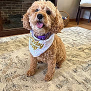 Mollie Mae is registered to the contest to win money with this photo: basket, birthday_pup_bandana, carpet, chair, collar, cozy, curly_fur, cute, dog, fireplace, fur, happy, indoor, living_room, pet, sitting, small_dog, smiling, tongue_out, wood_floor