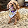 basket, birthday_pup_bandana, carpet, chair, collar, cozy, curly_fur, cute, dog, fireplace, fur, happy, indoor, living_room, pet, sitting, small_dog, smiling, tongue_out, wood_floor