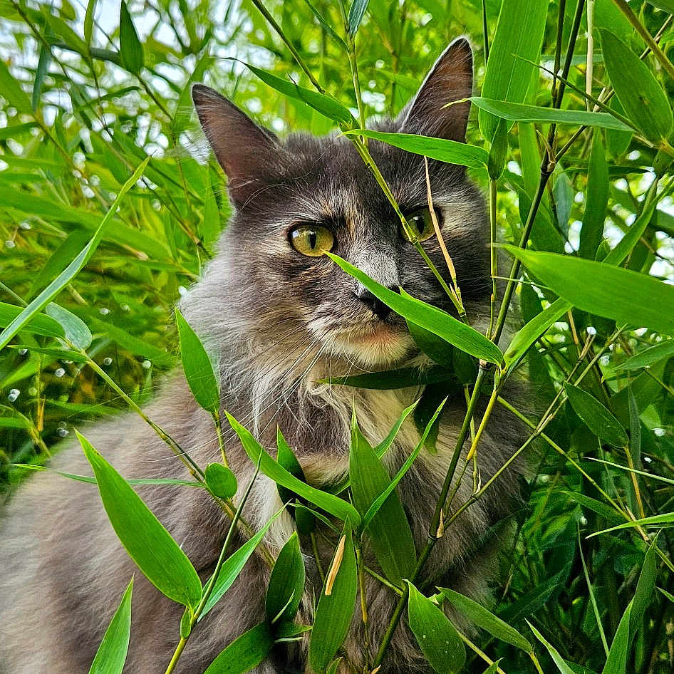 Maisy