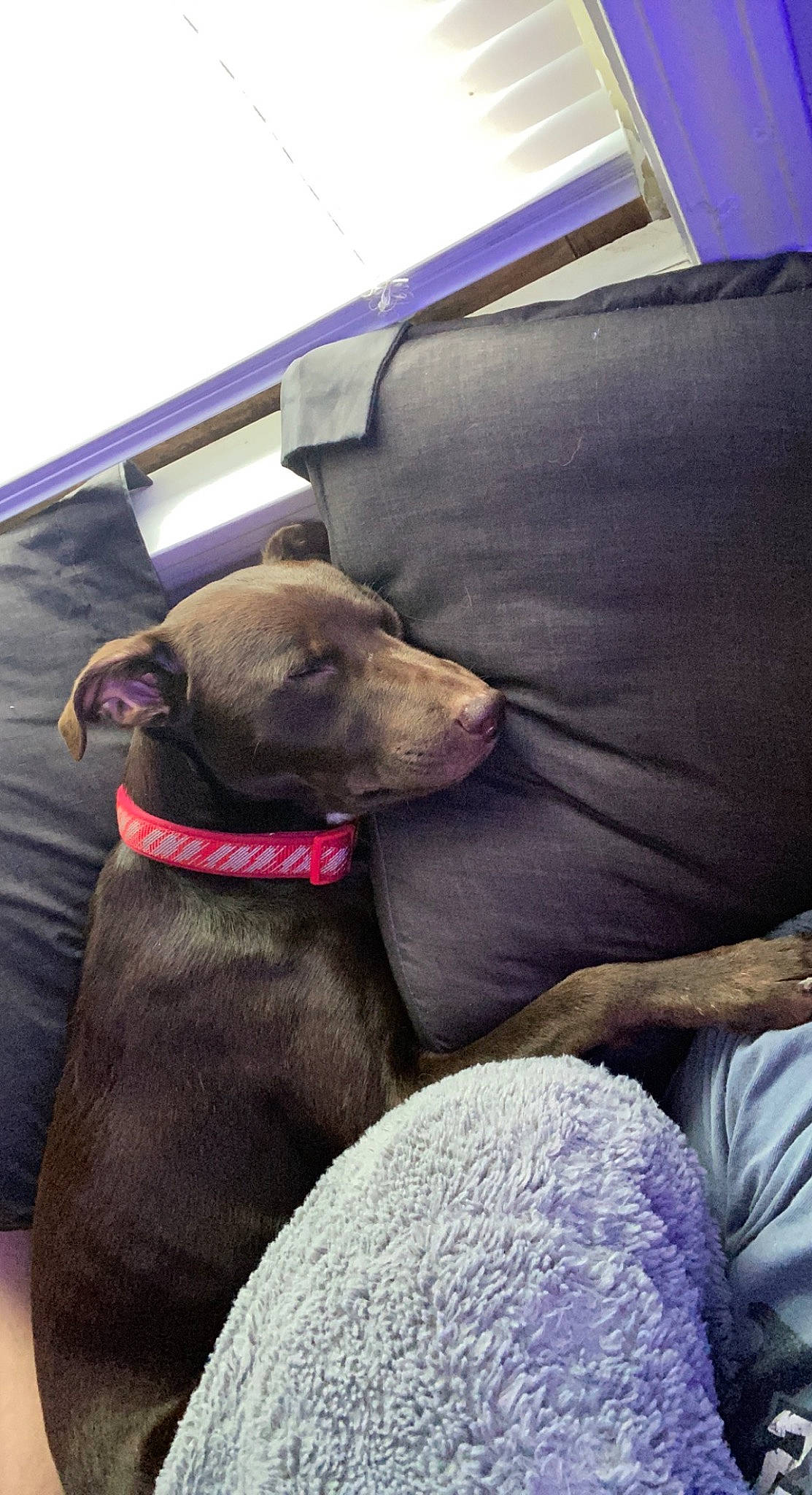 Tater joined the competition — help win amazing prizes! canidae, car_seat, car_seat_cover, carnivore, collar, comfort, companion_dog, dog, dog_breed, dog_collar, fawn, fur, head_restraint, liver, nap, non_sporting_group, pet_supply, snout, sporting_group, working_animal