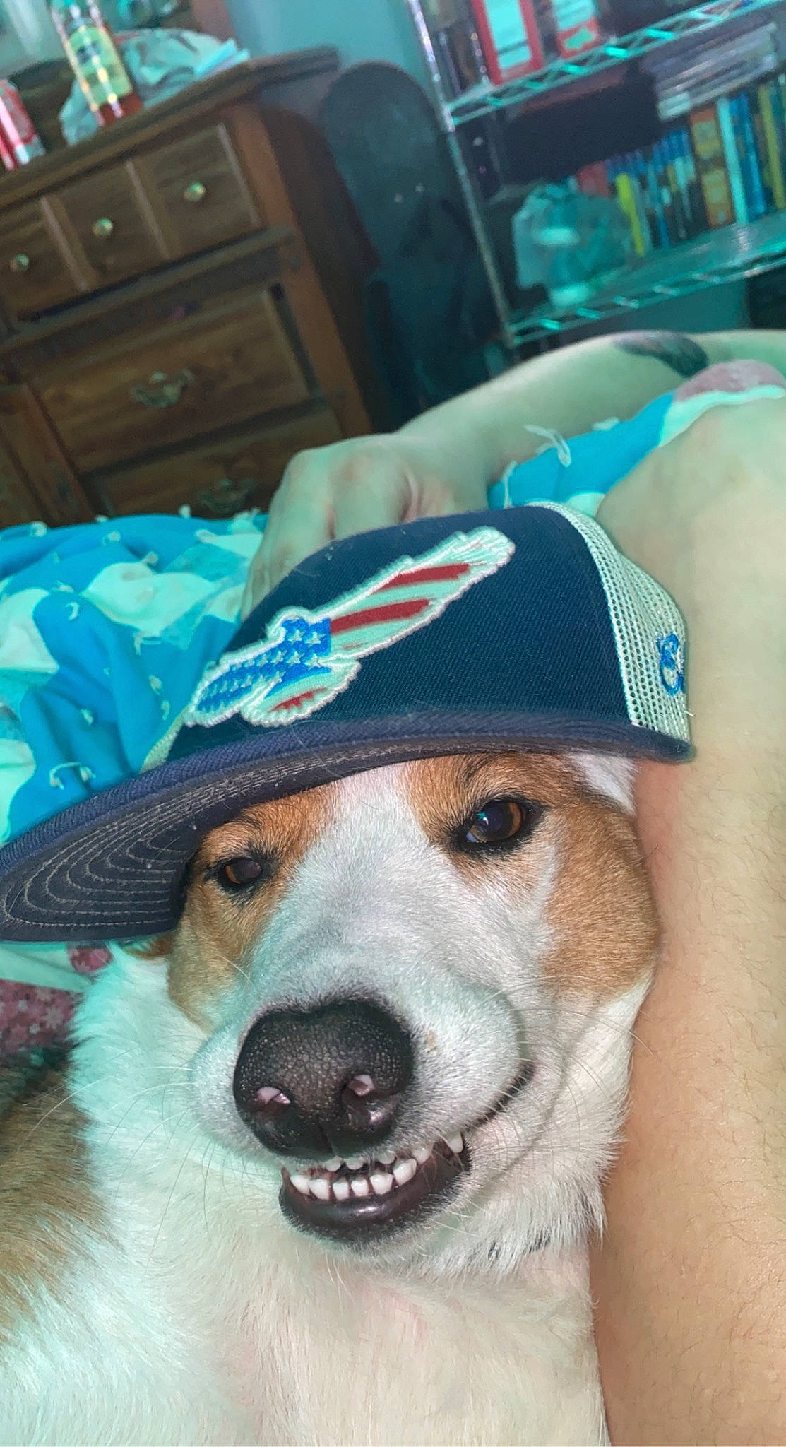 Daisy is registered to the contest to win money with this photo: baseball_cap, blue, cabinetry, cap, carnivore, companion_dog, costume_hat, dog, dog_breed, eyewear, fashion_accessory, fawn, fedora, fur, goggles, hat, snout, sun_hat, sunglasses, whiskers