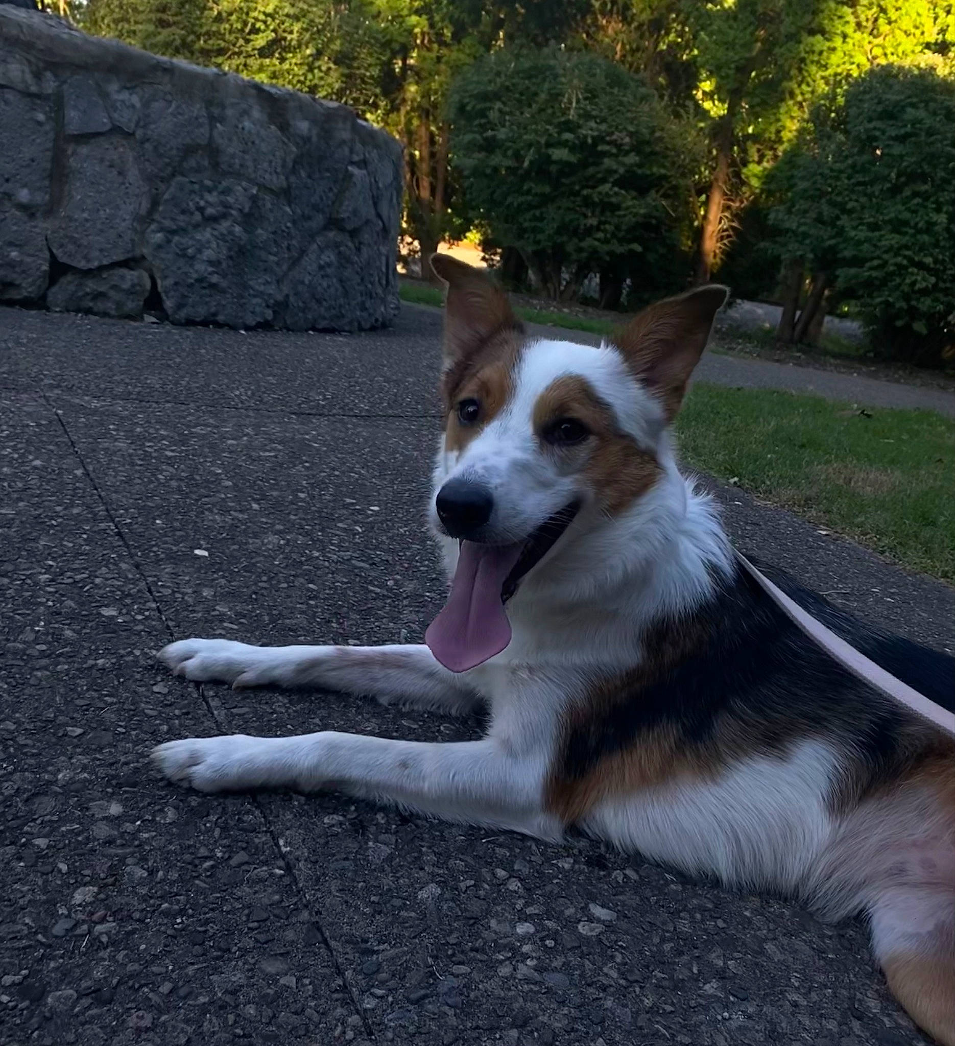 Daisy is registered to the contest to win money with this photo: ancient_dog_breeds, canidae, carnivore, collar, companion_dog, dog, dog_breed, fawn, grass, herding_dog, plant, road_surface, snout, sporting_group, street_dog, tail, tree, walking, whiskers, working_dog