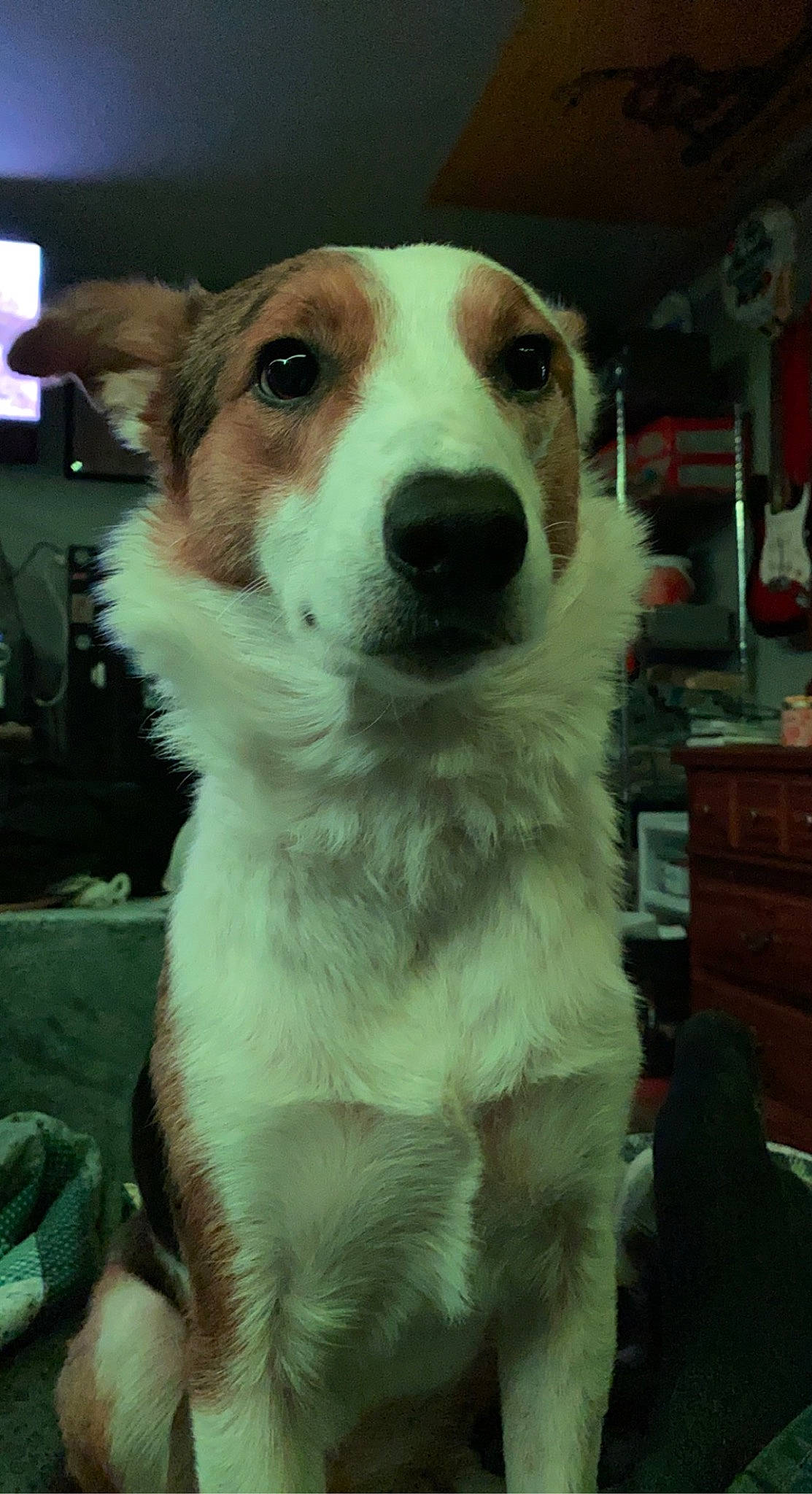 Daisy joined the competition — help win amazing prizes! ancient_dog_breeds, cabinetry, carnivore, chest, chest_of_drawers, companion_dog, dog, dog_breed, drawer, dresser, fur, herding_dog, snout, sporting_group, terrestrial_animal, whiskers, working_dog