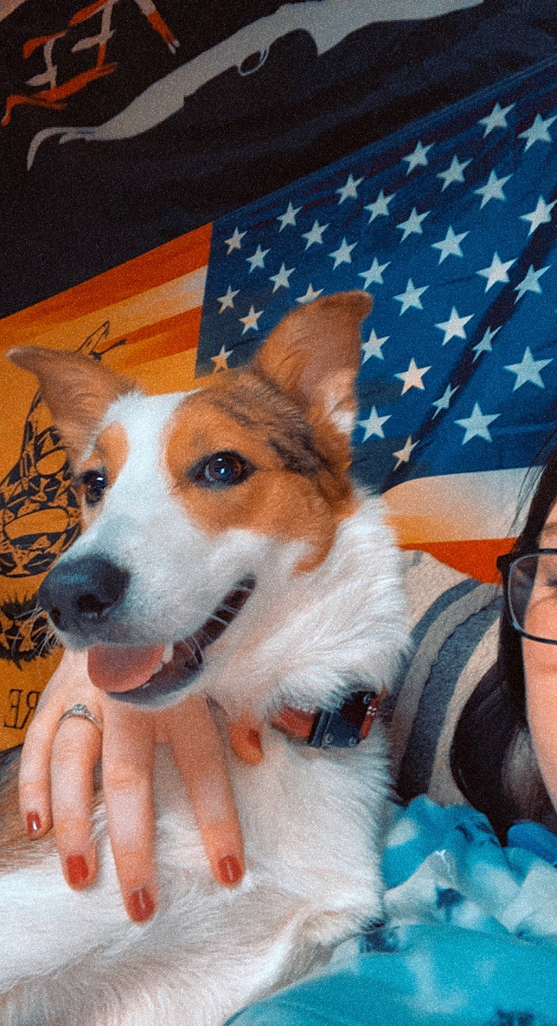 Daisy joined the competition — help win amazing prizes! ancient_dog_breeds, canidae, carnivore, companion_dog, dog, dog_breed, event, flag, flag_day_usa, flag_of_the_united_states, fur, non_sporting_group, pattern, snout, whiskers, working_animal
