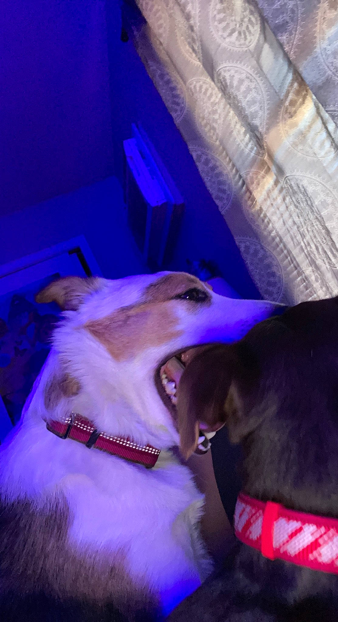 Daisy joined the competition — help win amazing prizes! borzoi, canidae, carnivore, collar, companion_dog, dog, dog_breed, dog_collar, electric_blue, event, fang, fawn, felidae, fur, jaw, magenta, purple, snout, sporting_group, whiskers