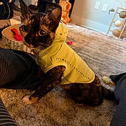 Angel joined the competition — help win amazing prizes! cat, tortoiseshell_cat, pet, animal, yellow_clothing, hoodie, costume, wide_eyed, whiskers, ears, indoor, home, carpet, rug, cushion, furniture, shelf, toy, portrait, sitting