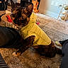 cat, tortoiseshell_cat, pet, animal, yellow_clothing, hoodie, costume, wide_eyed, whiskers, ears, indoor, home, carpet, rug, cushion, furniture, shelf, toy, portrait, sitting