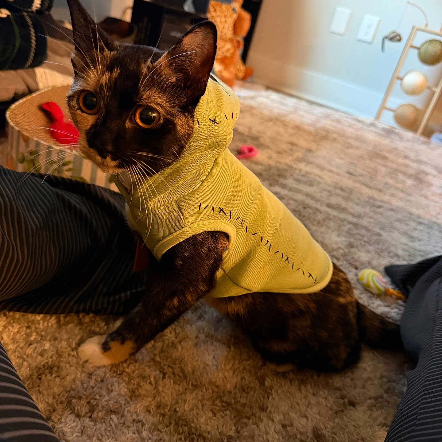 Angel joined the competition — help win amazing prizes! cat, tortoiseshell_cat, pet, animal, yellow_clothing, hoodie, costume, wide_eyed, whiskers, ears, indoor, home, carpet, rug, cushion, furniture, shelf, toy, portrait, sitting