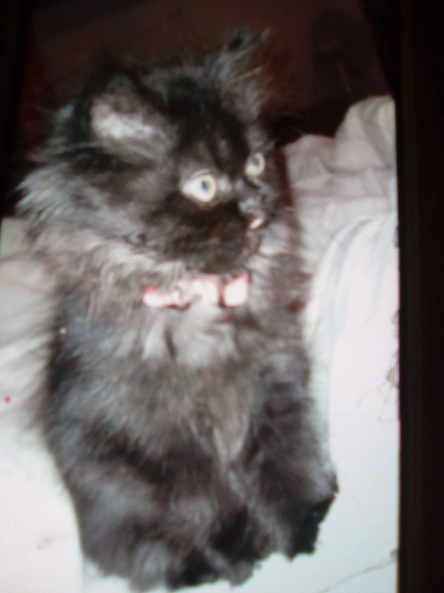 Lucky a rejoint le concours — aidez-le/la à gagner de superbes lots ! asian_semi_longhair, british_longhair, british_semi_longhair, carnivore, cat, domestic_long_haired_cat, ear, eye, felidae, fur, kitten, mammal, napoleon_cat, norwegian_forest_cat, persian, polydactyl_cat, siberian, small_to_medium_sized_cats, snout, whiskers