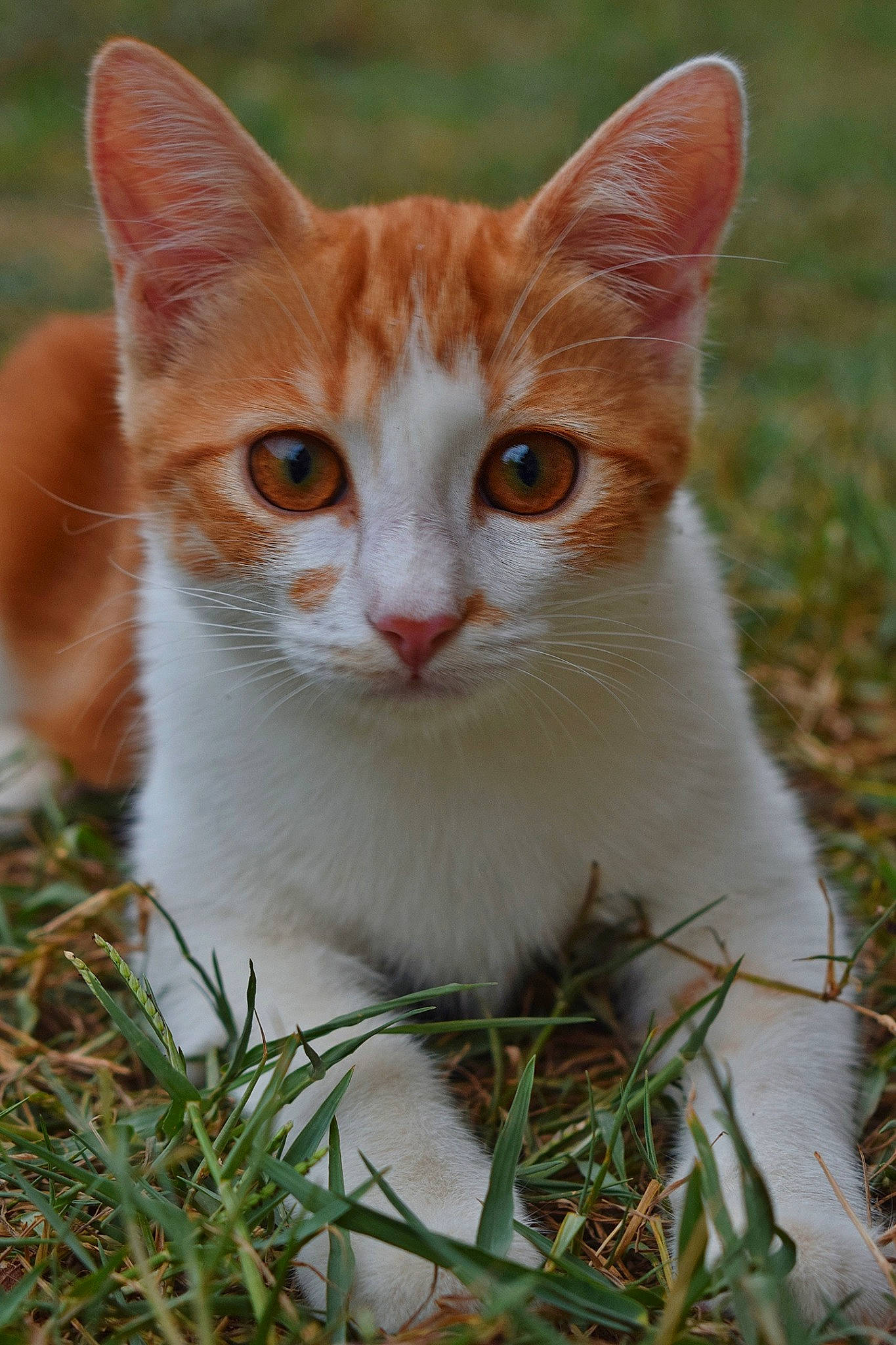 Kali a rejoint le concours — aidez-le/la à gagner de superbes lots ! art, carnivore, cat, domestic_short_haired_cat, fawn, felidae, fur, grass, herb, plant, sitting, small_to_medium_sized_cats, snout, tail, terrestrial_animal, tree, whiskers, wildlife, wood