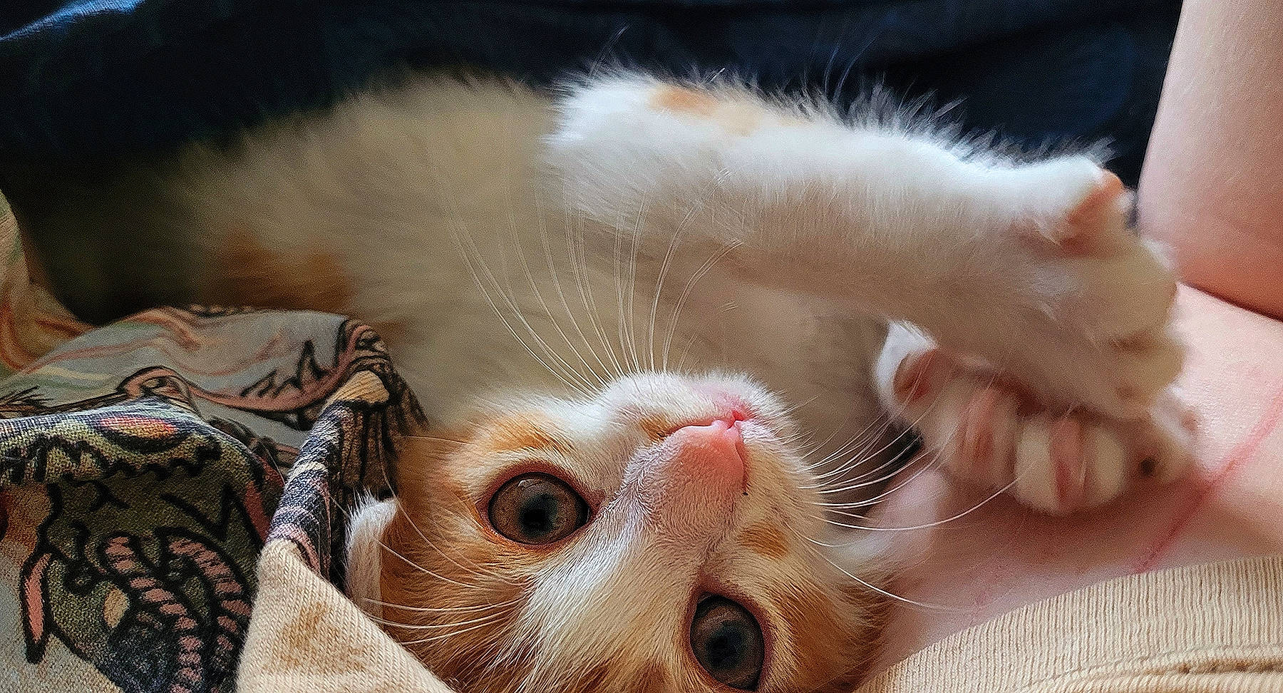 Kali a rejoint le concours — aidez-le/la à gagner de superbes lots ! carnivore, cat, claw, close_up, comfort, domestic_short_haired_cat, ear, eye, eyelash, fawn, felidae, foot, fur, nap, nose, paw, small_to_medium_sized_cats, snout, tail, whiskers