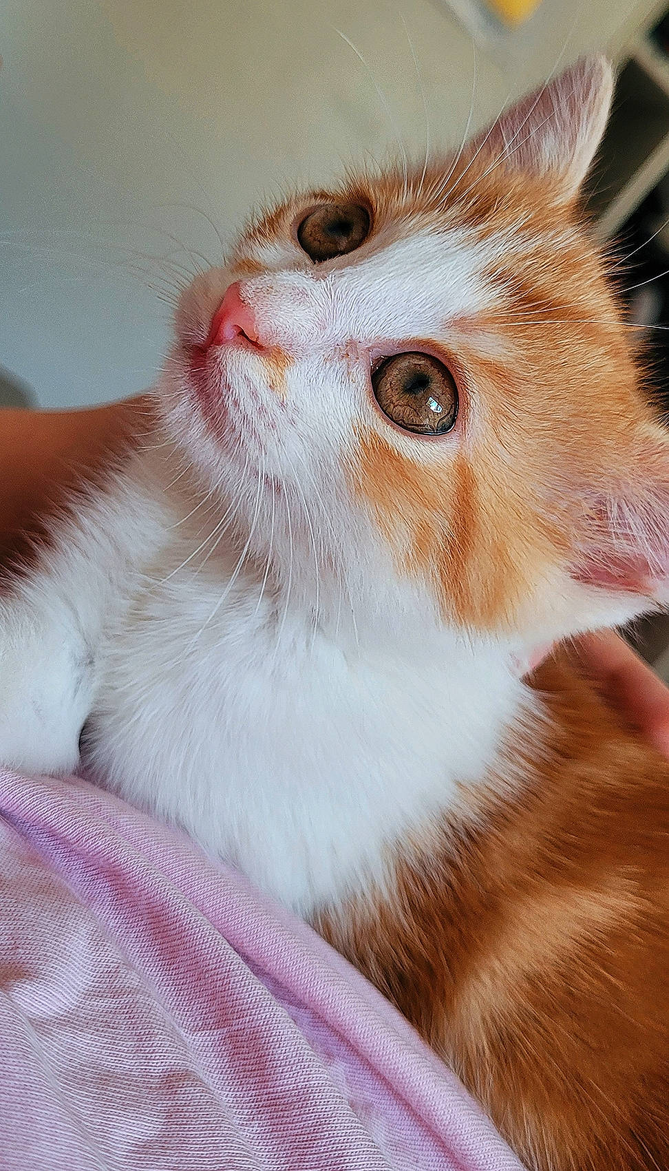 Kali participe au concours pour gagner de l'argent avec cette photo : carnivore, cat, cat_supply, domestic_short_haired_cat, fawn, felidae, fur, pet_supply, small_to_medium_sized_cats, snout, whiskers, window