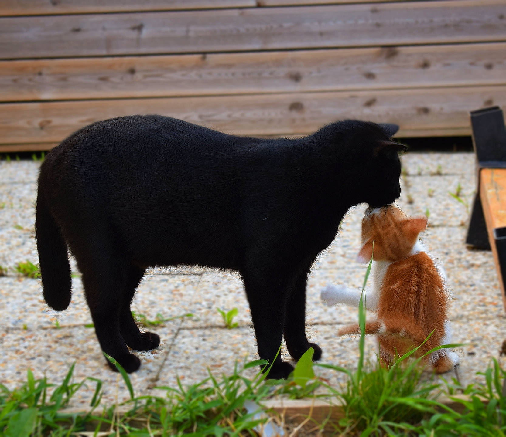 Kali participe au concours pour gagner de l'argent avec cette photo : american_black_bear, canidae, carnivore, cat, claw, domestic_short_haired_cat, fawn, felidae, fur, grass, groundcover, organism, plant, small_to_medium_sized_cats, snout, tail, terrestrial_animal, whiskers, wildlife, wood