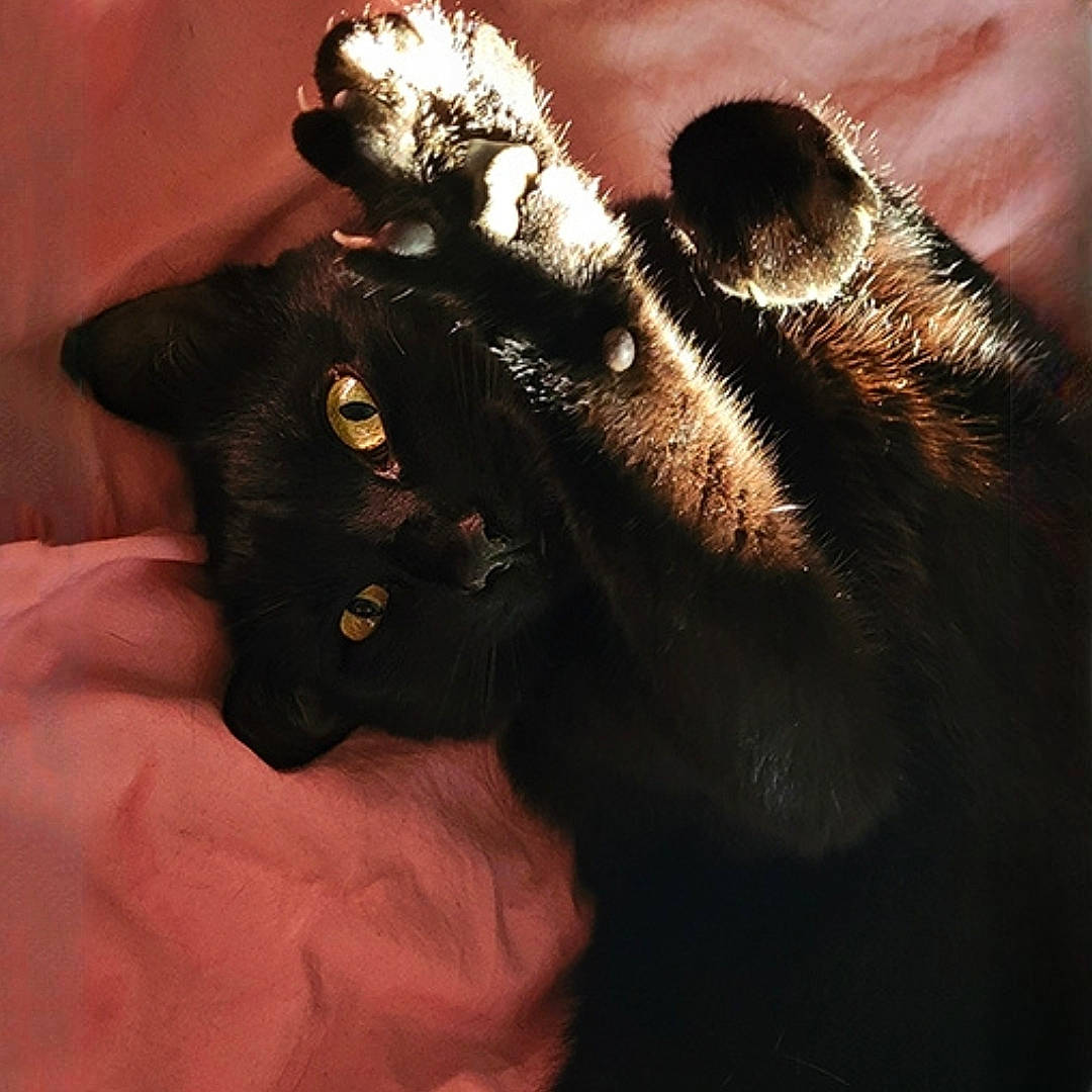 Loki a rejoint le concours — aidez-le/la à gagner de superbes lots ! black_cat, bombay, carnivore, cat, claw, comfort, dog_breed, domestic_short_haired_cat, ear, felidae, fur, gesture, leather, paw, plant, small_to_medium_sized_cats, snout, tail, terrestrial_animal, whiskers