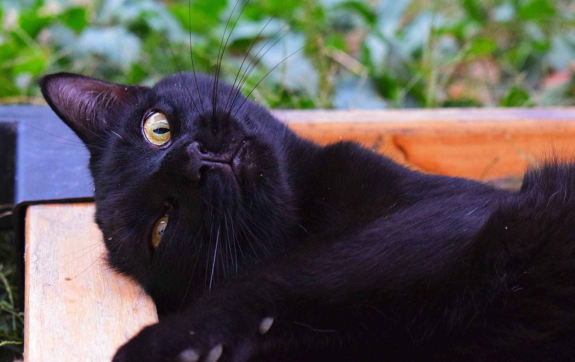 Loki participe au concours pour gagner de l'argent avec cette photo : black_cat, bombay, carnivore, cat, domestic_short_haired_cat, felidae, fur, grass, groundcover, plant, small_to_medium_sized_cats, snout, tail, terrestrial_animal, whiskers