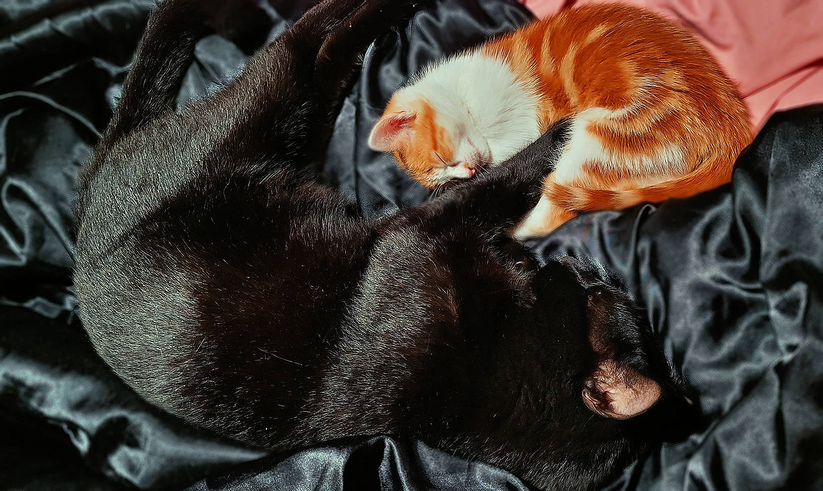 Loki participe au concours pour gagner de l'argent avec cette photo : bombay, carnivore, cat, claw, close_up, comfort, domestic_short_haired_cat, fawn, felidae, fur, gesture, grass, mammal, paw, small_to_medium_sized_cats, snout, sporting_group, tail, vertebrate, whiskers