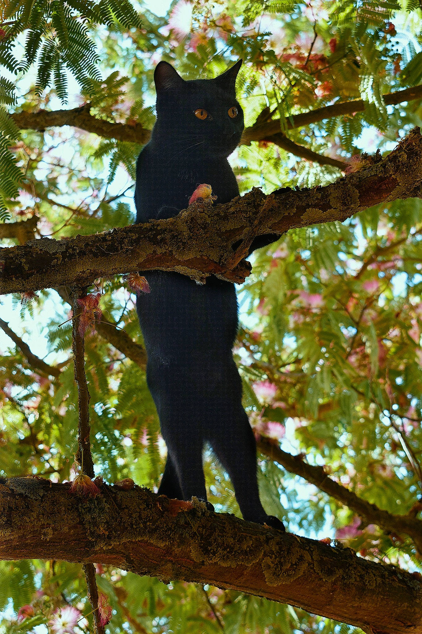 Loki a rejoint le concours — aidez-le/la à gagner de superbes lots ! autumn, branch, carnivore, cat, deciduous, felidae, forest, northern_hardwood_forest, people_in_nature, plant, sky, small_to_medium_sized_cats, tail, temperate_broadleaf_and_mixed_forest, tints_and_shades, tree, trunk, twig, woodland, woody_plant