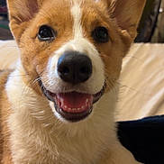 Butters is registered to the contest to win money with this photo: accessories, animal, beagle, bodypart, canine, cockerspaniel, collie, couch, dog, furniture, hound, husky, mouth, papillon, person, pet, puppy, snout, strap, teeth