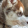 dog, puppy, husky, close_up, profile, fur, pet, collar, name_tag, brown, white, ears, face, animal, cute, young, resting, indoor, focused, background_blur