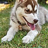 Bahia participe au concours pour gagner de l'argent avec cette photo : puppy, dog, siberian_husky, grass, outdoor, tongue_out, pet, animal, cute, young_dog, fur, ears, collar, nature, sunlight, greenery, playful, lying_down, close_up, daytime