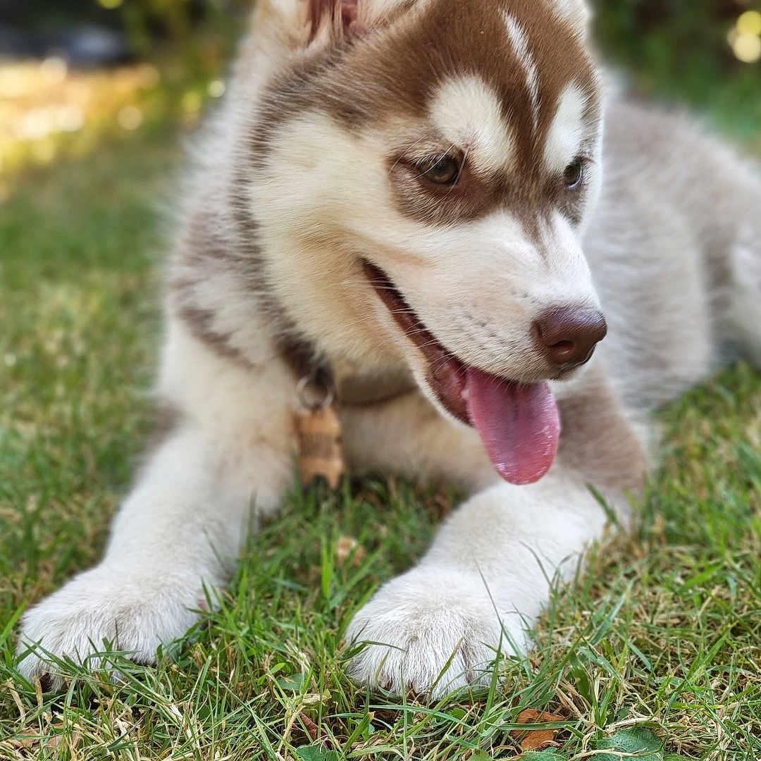 Bahia participe au concours pour gagner de l'argent avec cette photo : puppy, dog, siberian_husky, grass, outdoor, tongue_out, pet, animal, cute, young_dog, fur, ears, collar, nature, sunlight, greenery, playful, lying_down, close_up, daytime