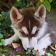 Bahia participe au concours pour gagner de l'argent avec cette photo : puppy, dog, husky, nature, greenery, leaves, moss, outdoor, sniffing, young_animal, cute, fur, ears, animal, pet, closeup, ground, curious, forest, small