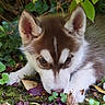 puppy, dog, husky, nature, greenery, leaves, moss, outdoor, sniffing, young_animal, cute, fur, ears, animal, pet, closeup, ground, curious, forest, small