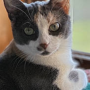 Blanche joined the competition — help win amazing prizes! cat, feline, pet, green_eyes, whiskers, ears, fur, close_up, portrait, indoor, window, blanket, cozy, sitting, looking_at_camera, domestic_cat, nose, paws, curious, portrait_mode