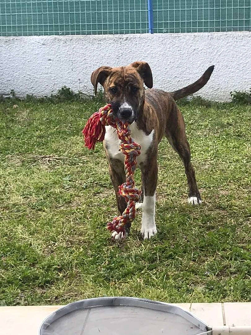 Pacha a rejoint le concours — aidez-le/la à gagner de superbes lots ! animal_sports, carnivore, collar, companion_dog, dog, dog_breed, dog_collar, dog_sports, dog_supply, fawn, fence, grass, leash, liver, mudhol_hound, pet_supply, sighthound, snout, sporting_group, tail