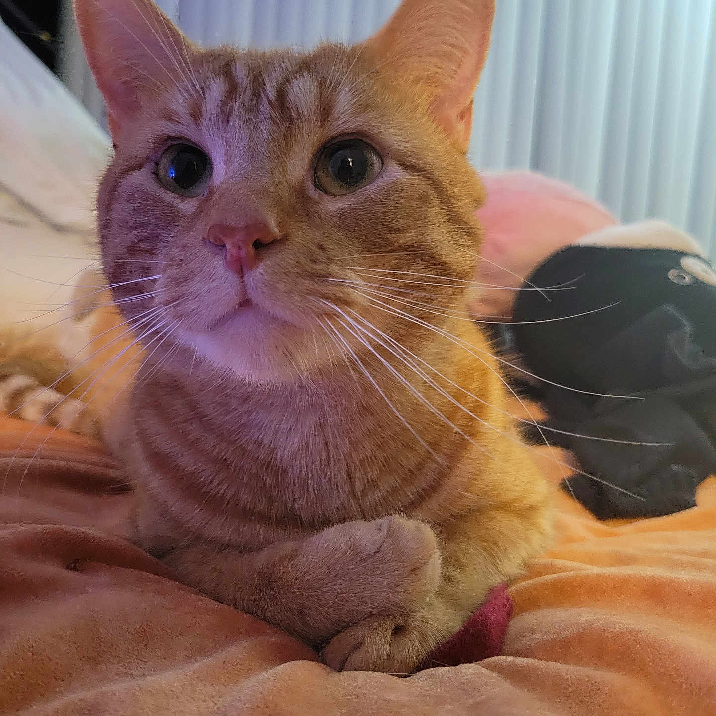 Kiba joined the competition — help win amazing prizes! abyssinian, animal, bed, bedroom, blanket, cat, computer, couch, electronics, furniture, hardwood, homedecor, indoors, kitten, manx, pet, plywood, room, siamese, wood