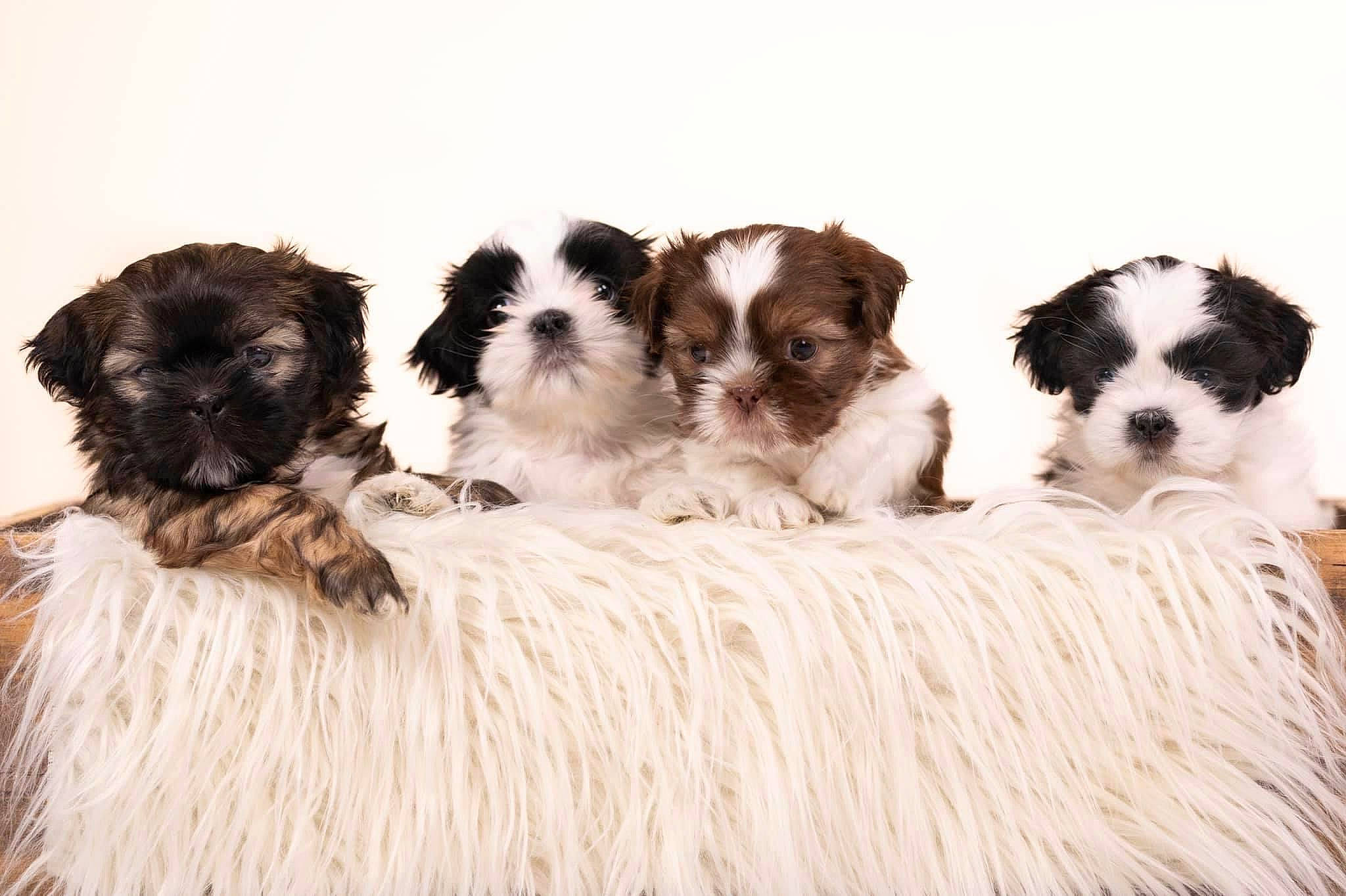 Puppies is registered to the contest to win money with this photo: canidae, carnivore, companion_dog, dog, dog_breed, dog_supply, fawn, fur, liver, natural_material, non_sporting_group, pet_supply, puppy, snout, toy_dog, vertebrate, working_animal, working_dog