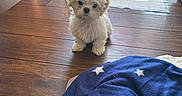 Spot joined the competition — help win amazing prizes! puppy, dog, white, fluffy, floor, wooden_floor, blanket, blue_blanket, stars, indoors, living_room, cushion, ottoman, sunlight, window, door, pet, small_dog, cute, animal
