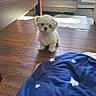 puppy, dog, white, fluffy, floor, wooden_floor, blanket, blue_blanket, stars, indoors, living_room, cushion, ottoman, sunlight, window, door, pet, small_dog, cute, animal