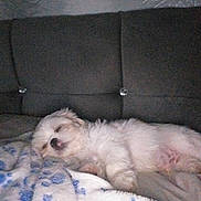 Spot is registered to the contest to win money with this photo: puppy, dog, sleeping, blanket, paw_prints, cozy, couch, fur, pet, rest, indoors, cute, animal, domestic_animal, relaxation, nap, fur_texture, comfort, small_dog, home