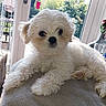 Spot is registered to the contest to win money with this photo: puppy, dog, white_fur, fluffy, towel, indoor, window, garden, sunlight, pet, cute, small_dog, relaxed, fur, animal, companion, domestic, curious, young, cozy