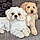 Buster And Spot