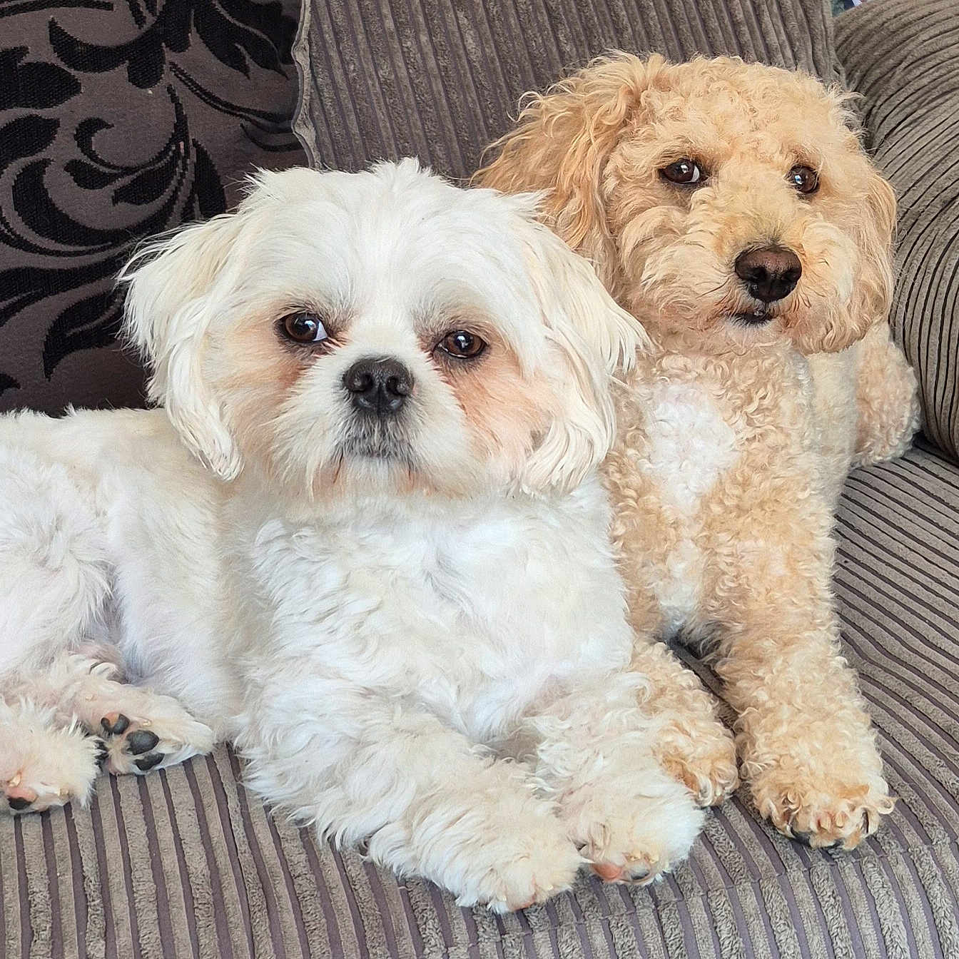 Buster And Spot