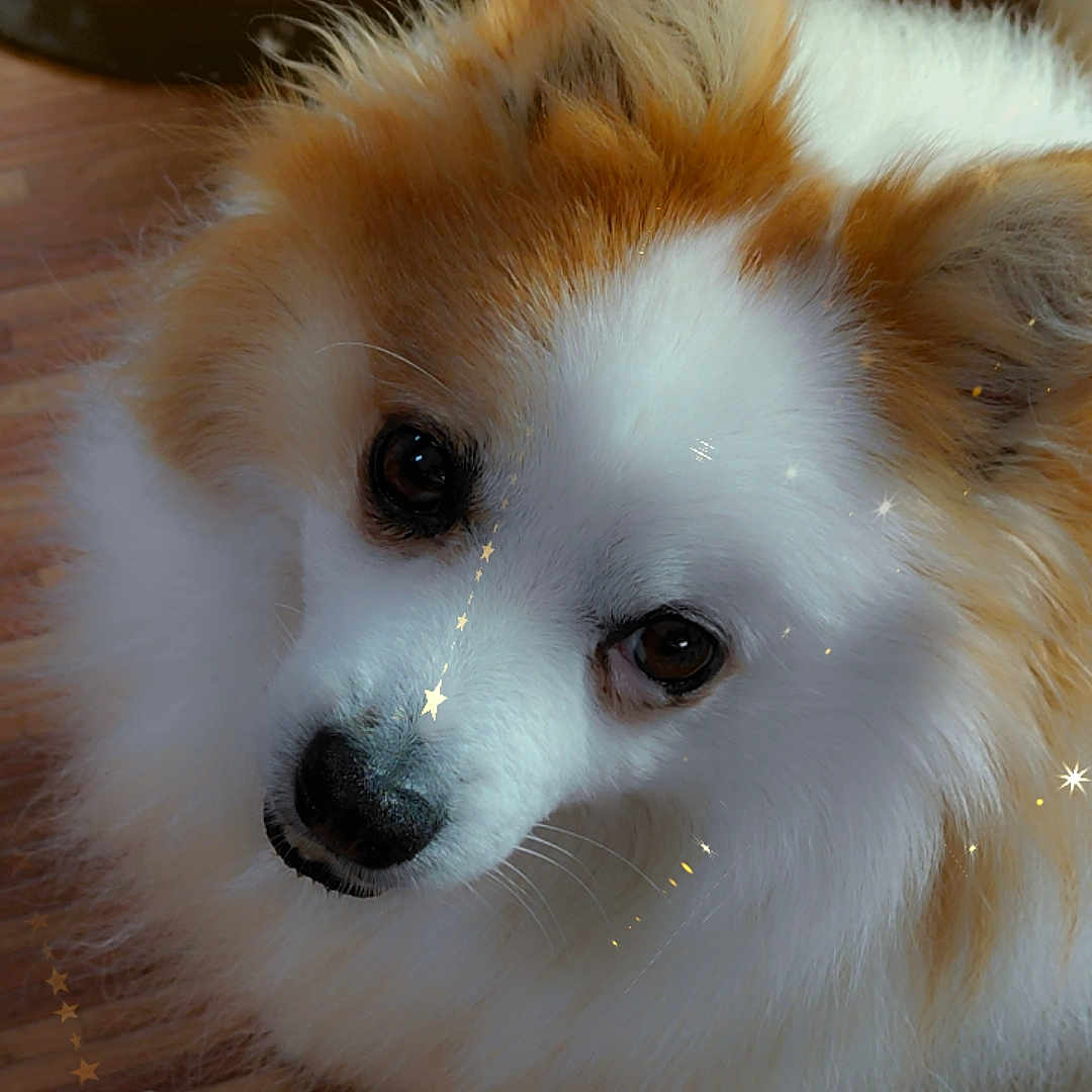 Bandy participe au concours pour gagner de l'argent avec cette photo : animal, canine, cockerspaniel, collie, dog, eskimodog, hardwood, husky, lesserpanda, papillon, pet, puppy, wood