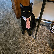 Mr.pickles joined the competition — help win amazing prizes! animal, black_cat, carpet, cat, collar, domestic, ears, eyes, floor, furniture, home, indoor, looking_up, pet, sitting, striped_tie, table, tie, whiskers, wooden_cabinet