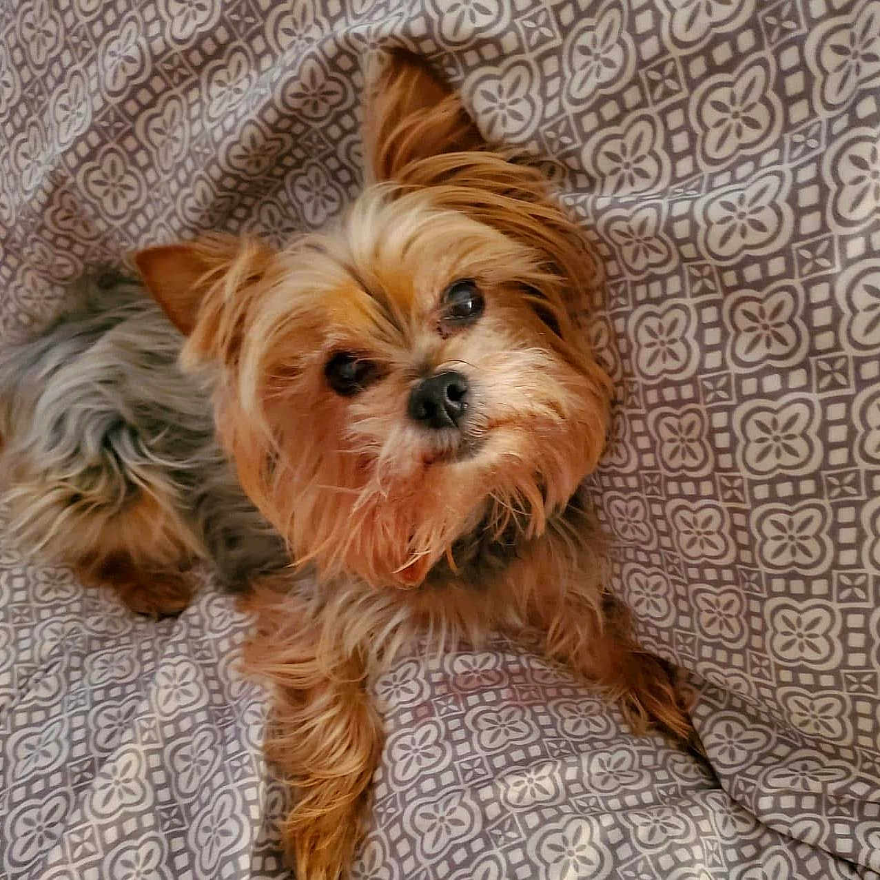 Teddy is registered to the contest to win money with this photo: animal, bed, bedding, cozy, cute, dog, ears, eyes, fur, fur_texture, indoor, laying_down, looking_up, nose, pattern, pet, relaxed, small_dog, whiskers, yorkshire_terrier